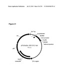 INCREASED ISOPRENE PRODUCTION USING MEVALONATE KINASE AND ISOPRENE SYNTHASE diagram and image