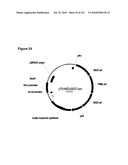 INCREASED ISOPRENE PRODUCTION USING MEVALONATE KINASE AND ISOPRENE SYNTHASE diagram and image