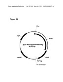 INCREASED ISOPRENE PRODUCTION USING MEVALONATE KINASE AND ISOPRENE SYNTHASE diagram and image