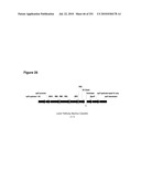 INCREASED ISOPRENE PRODUCTION USING MEVALONATE KINASE AND ISOPRENE SYNTHASE diagram and image