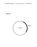 INCREASED ISOPRENE PRODUCTION USING MEVALONATE KINASE AND ISOPRENE SYNTHASE diagram and image