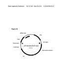 INCREASED ISOPRENE PRODUCTION USING MEVALONATE KINASE AND ISOPRENE SYNTHASE diagram and image