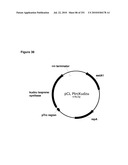 INCREASED ISOPRENE PRODUCTION USING MEVALONATE KINASE AND ISOPRENE SYNTHASE diagram and image