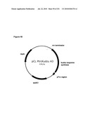 INCREASED ISOPRENE PRODUCTION USING MEVALONATE KINASE AND ISOPRENE SYNTHASE diagram and image