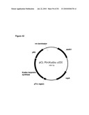 INCREASED ISOPRENE PRODUCTION USING MEVALONATE KINASE AND ISOPRENE SYNTHASE diagram and image