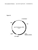 INCREASED ISOPRENE PRODUCTION USING MEVALONATE KINASE AND ISOPRENE SYNTHASE diagram and image