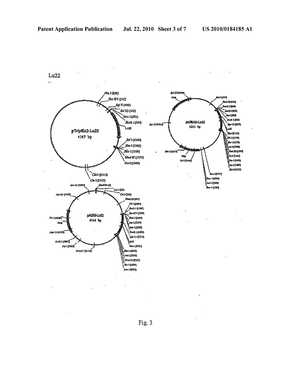 Isolated luciferases and the use thereof - diagram, schematic, and image 04