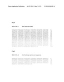 PROTEIN FOR THE CHEMOENZYMATIC PRODUCTION OF L-THREO-HYDROXYASPARTATE diagram and image