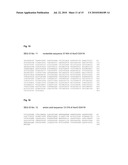 PROTEIN FOR THE CHEMOENZYMATIC PRODUCTION OF L-THREO-HYDROXYASPARTATE diagram and image