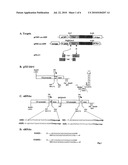 METHODS FOR PRODUCING INTERFERING RNA MOLECULES IN MAMMALIAN CELLS AND THERAPEUTIC USES FOR SUCH MOLECULES diagram and image