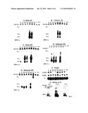 METHODS FOR PRODUCING INTERFERING RNA MOLECULES IN MAMMALIAN CELLS AND THERAPEUTIC USES FOR SUCH MOLECULES diagram and image