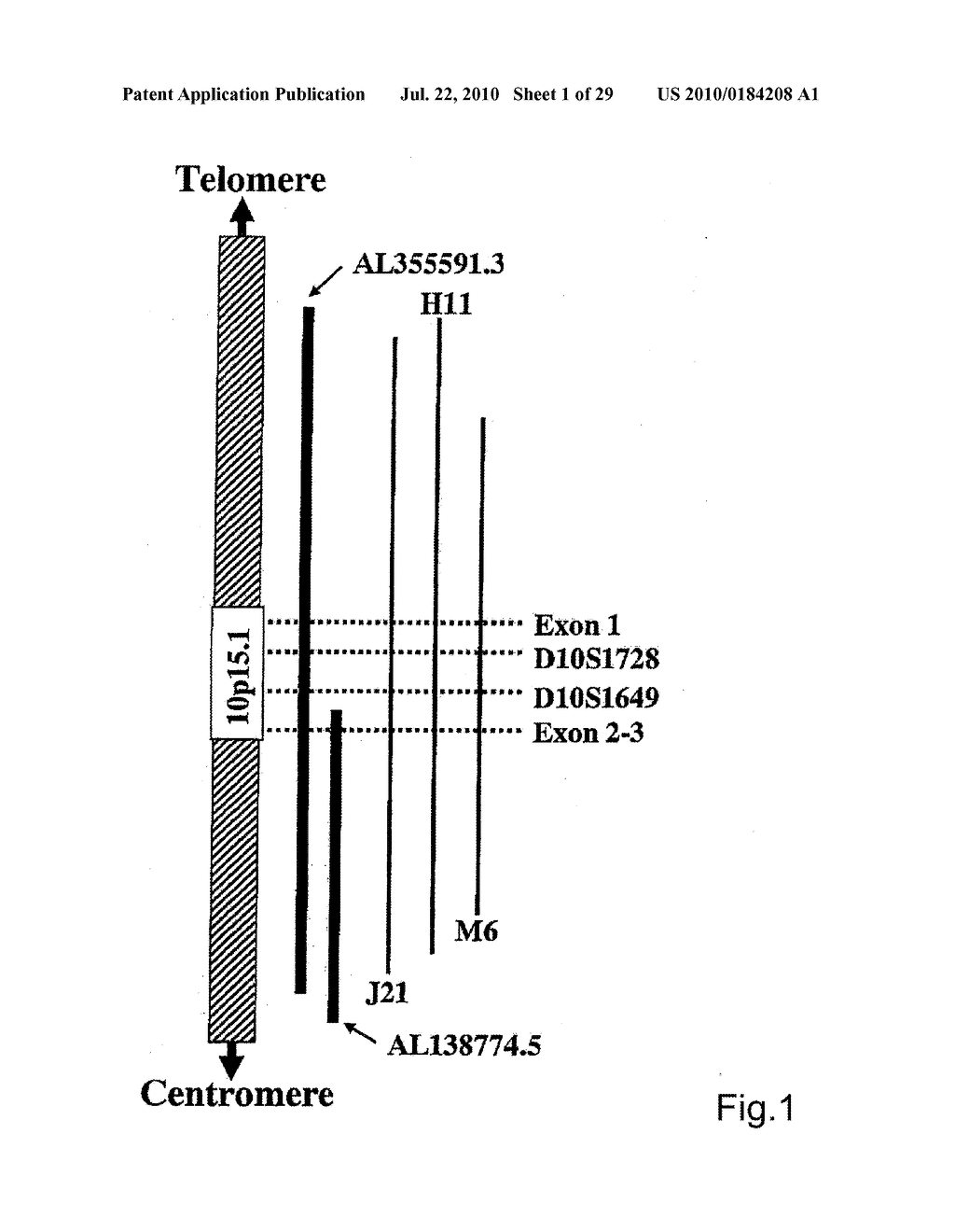 hTERT GENE EXPRESSION REGULATORY GENE - diagram, schematic, and image 02