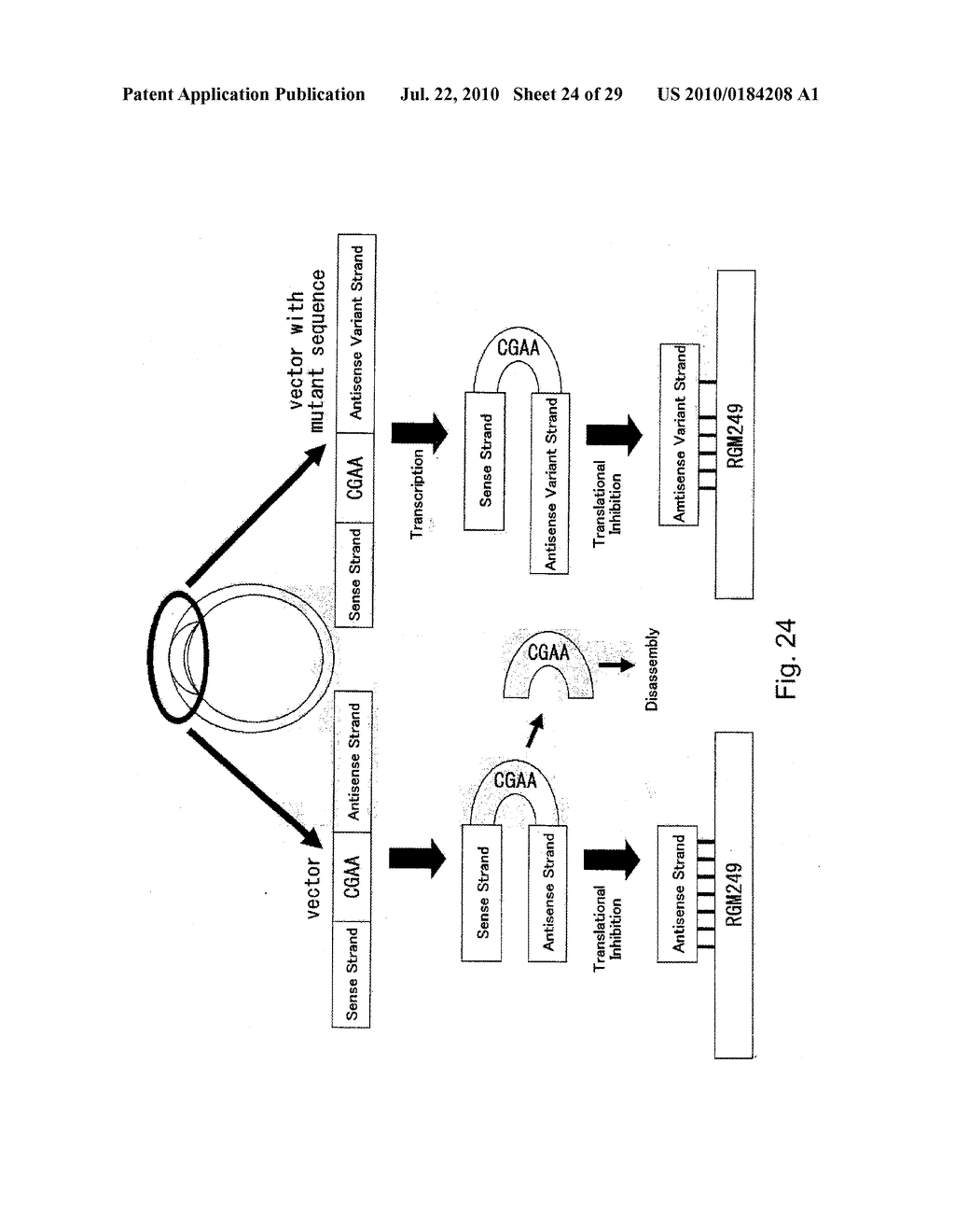 hTERT GENE EXPRESSION REGULATORY GENE - diagram, schematic, and image 25