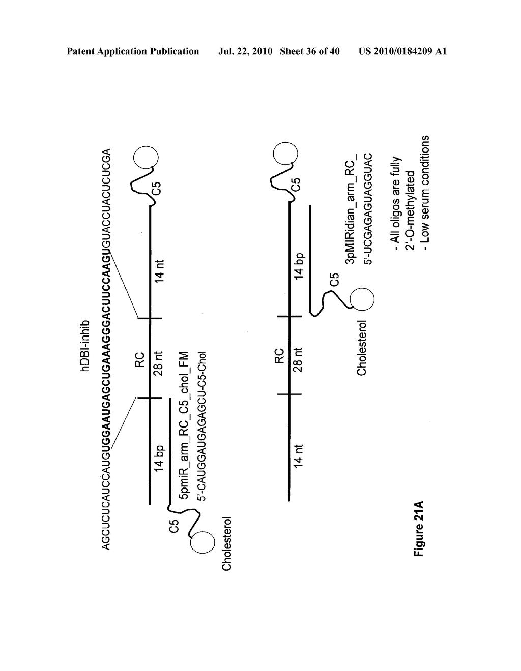 COMPOSITIONS AND METHODS FOR INHIBITING GENE SILENCING BY RNA INTERFERENCE - diagram, schematic, and image 37