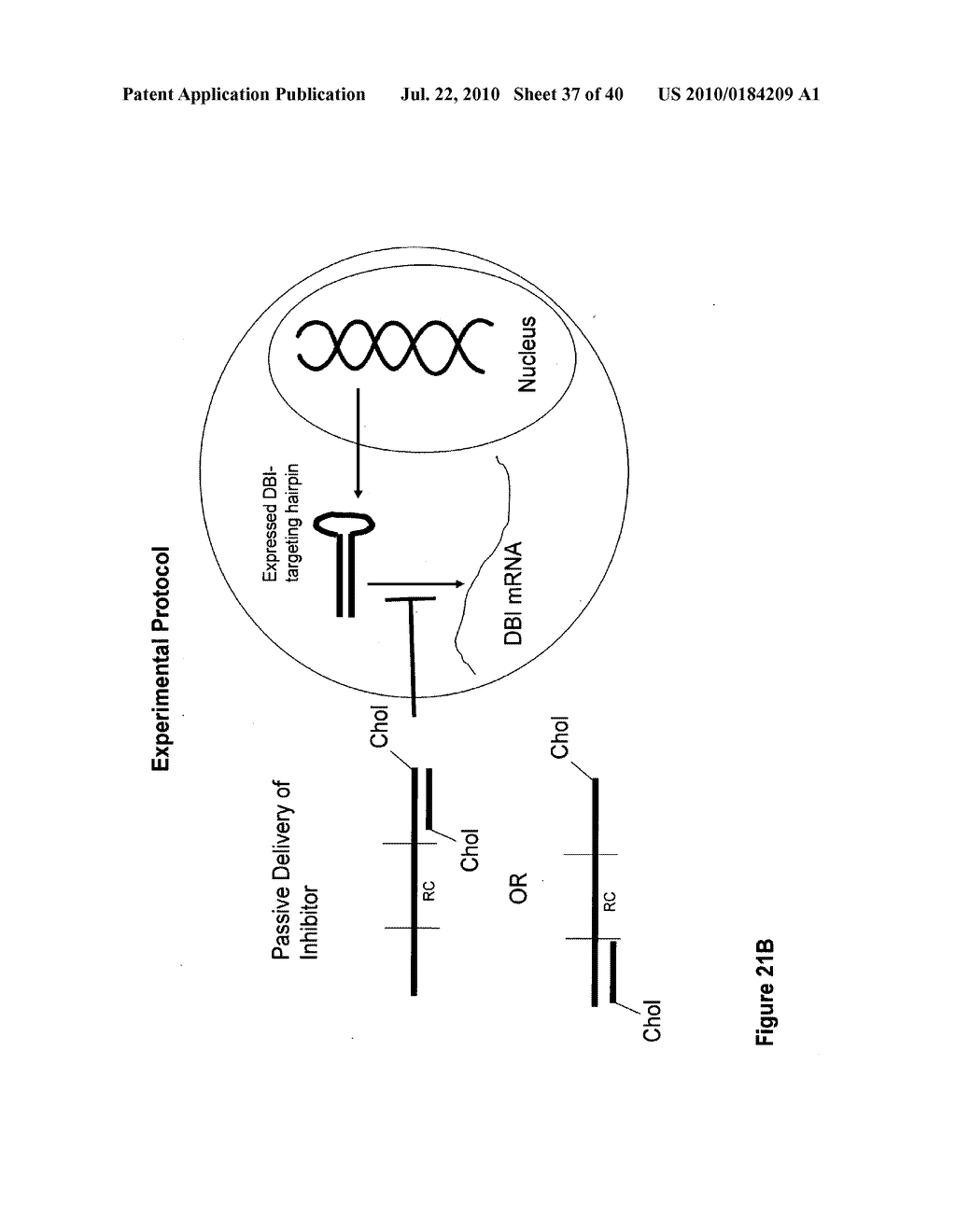 COMPOSITIONS AND METHODS FOR INHIBITING GENE SILENCING BY RNA INTERFERENCE - diagram, schematic, and image 38