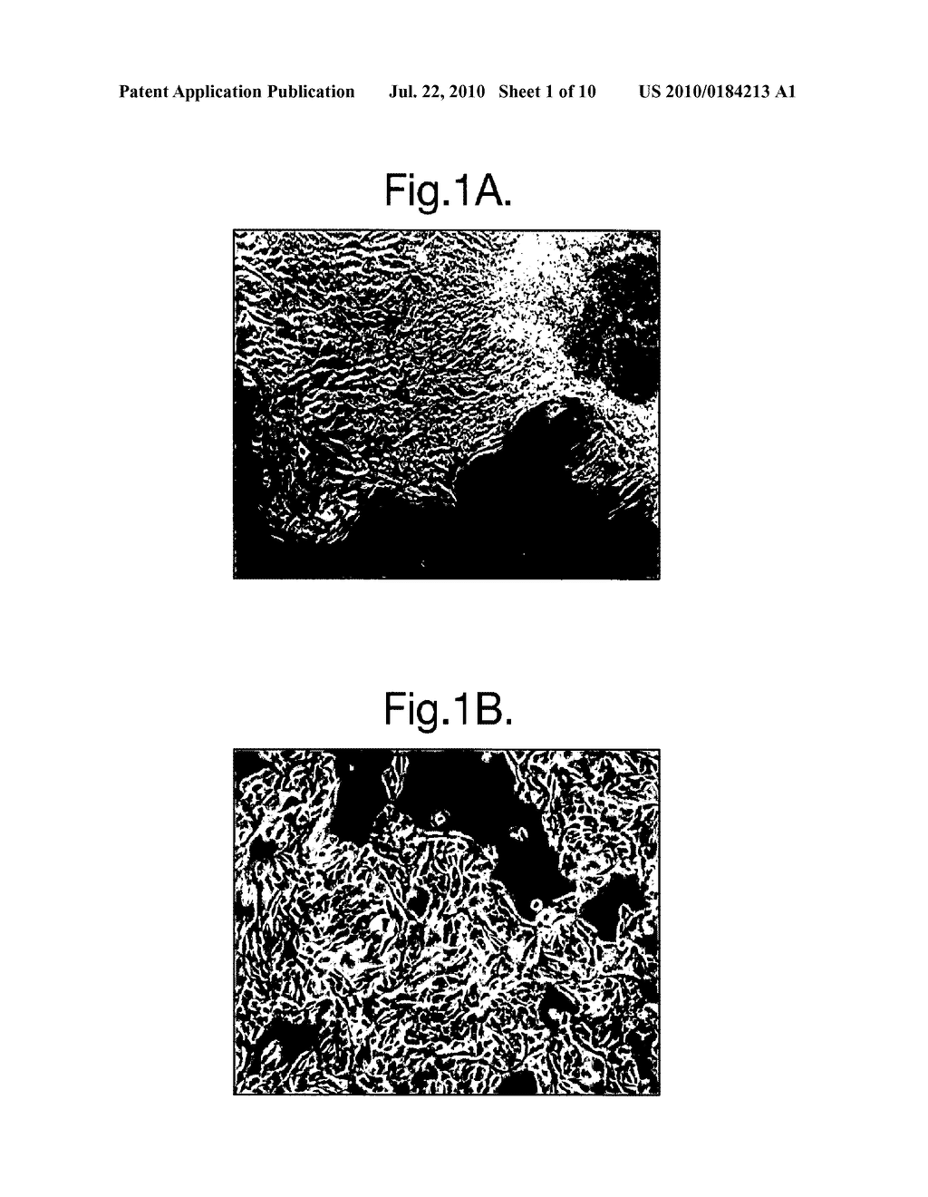 APOCRINE CELL LINE - diagram, schematic, and image 02