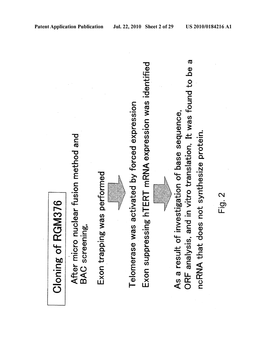 hTERT GENE EXPRESSION REGULATORY GENE - diagram, schematic, and image 03