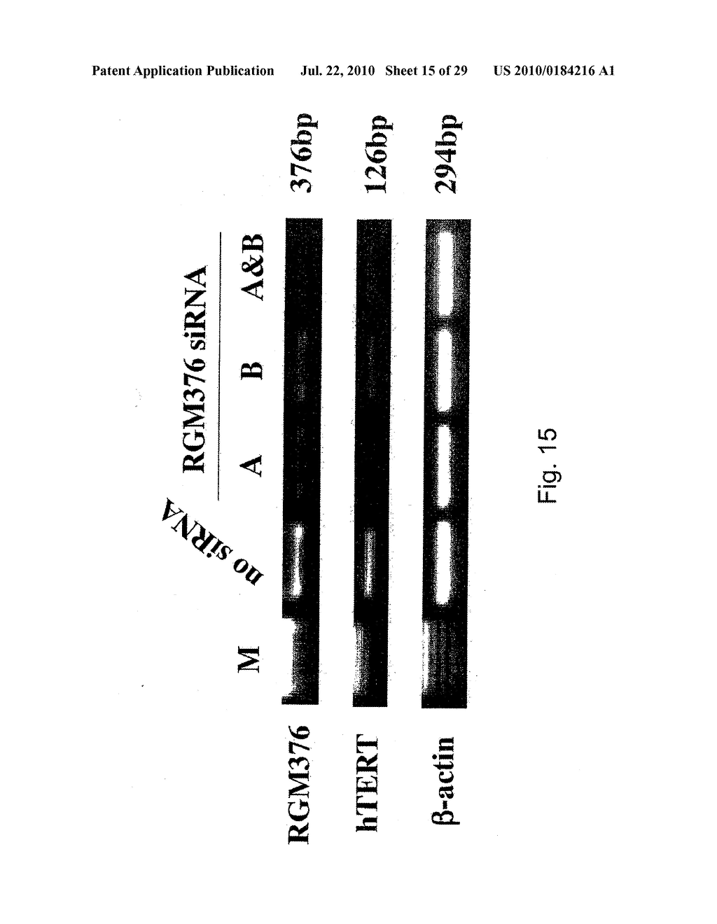 hTERT GENE EXPRESSION REGULATORY GENE - diagram, schematic, and image 16