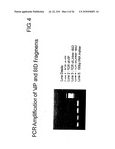 TARGETED FUSION PROTEINS FOR CANCER THERAPY diagram and image