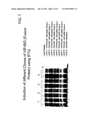 TARGETED FUSION PROTEINS FOR CANCER THERAPY diagram and image