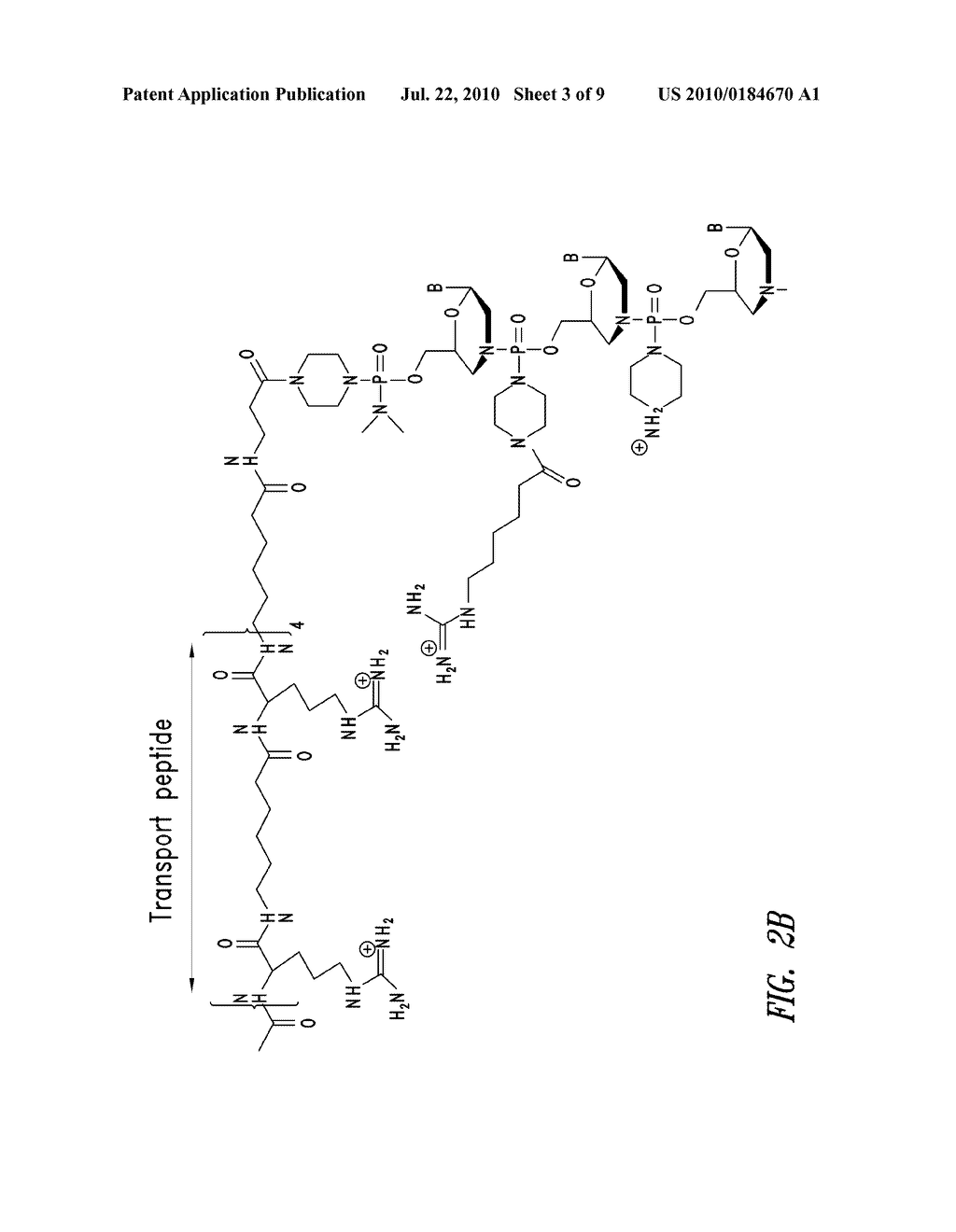 ANTISENSE COMPOSITIONS AND METHODS FOR MODULATING CONTACT HYPERSENSITIVITY OR CONTACT DERMATITIS - diagram, schematic, and image 04