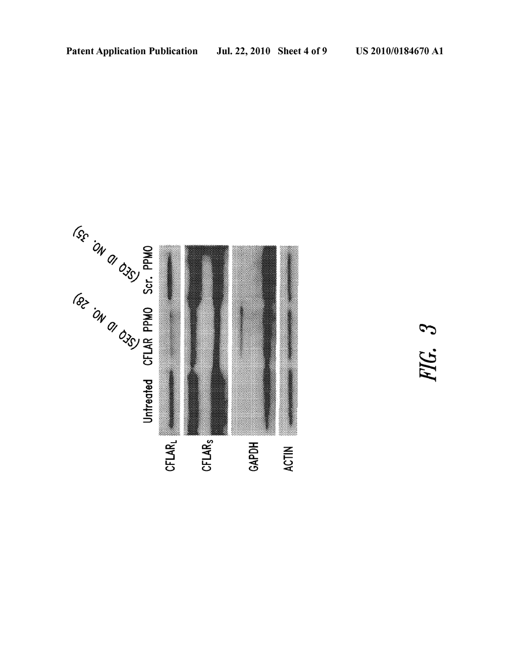 ANTISENSE COMPOSITIONS AND METHODS FOR MODULATING CONTACT HYPERSENSITIVITY OR CONTACT DERMATITIS - diagram, schematic, and image 05