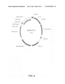 Binding molecules for the treatment of myeloid cell malignancies diagram and image