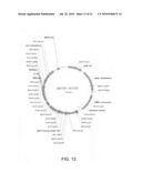 Binding molecules for the treatment of myeloid cell malignancies diagram and image