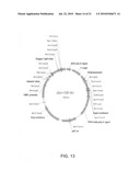 Binding molecules for the treatment of myeloid cell malignancies diagram and image