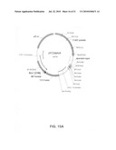 Binding molecules for the treatment of myeloid cell malignancies diagram and image