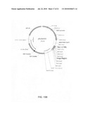 Binding molecules for the treatment of myeloid cell malignancies diagram and image