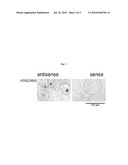 AGONISTS OF BITTER TASTE RECEPTORS AND USES THEREOF diagram and image