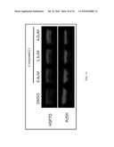 FUSED AMINO PYRIDINES FOR THE TREATMENT OF BRAIN TUMORS diagram and image