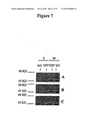 METHODS FOR THE PREVENTION OR TREATMENT OF BACTERIAL AND FUNGAL INFECTIONS diagram and image