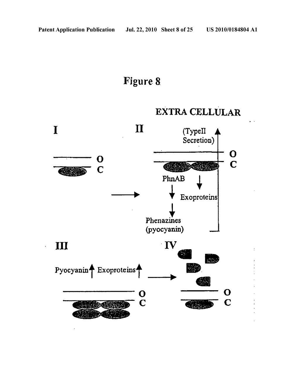 METHODS FOR THE PREVENTION OR TREATMENT OF BACTERIAL AND FUNGAL INFECTIONS - diagram, schematic, and image 09