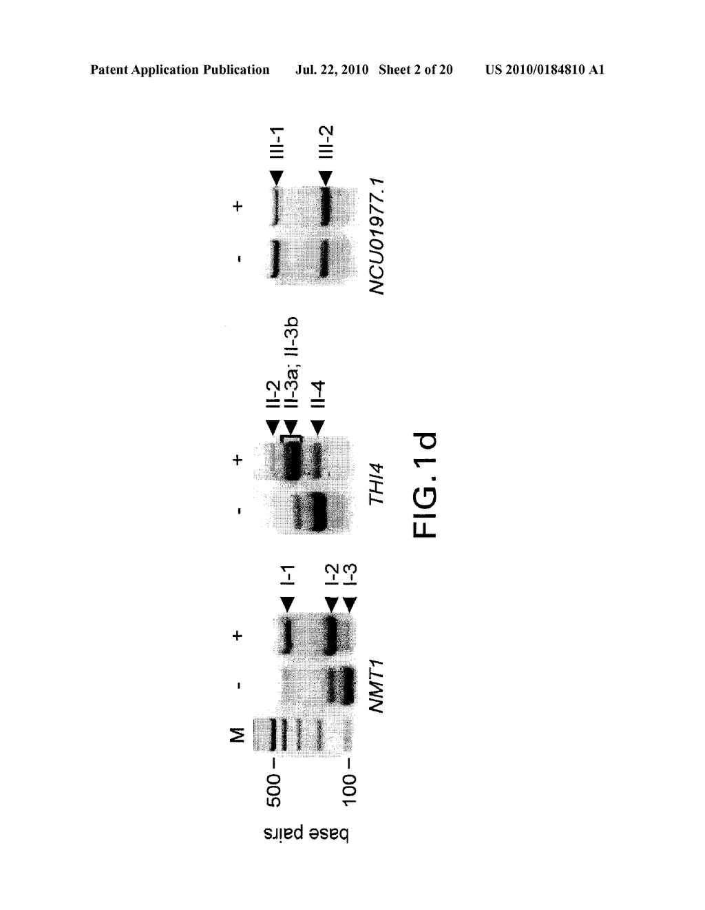 METHODS AND COMPOSITIONS RELATED TO RIBOSWITCHES THAT CONTROL ALTERNATIVE SPLICING - diagram, schematic, and image 03