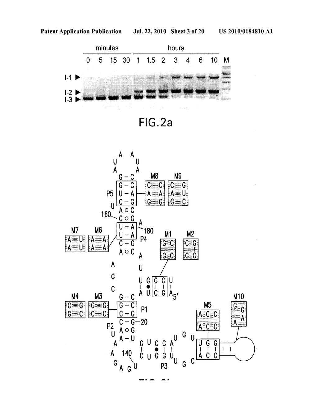 METHODS AND COMPOSITIONS RELATED TO RIBOSWITCHES THAT CONTROL ALTERNATIVE SPLICING - diagram, schematic, and image 04