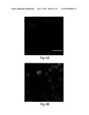 PHOTOSENSITIZERS FOR TARGETED PHOTODYNAMIC THERAPY diagram and image