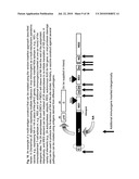 Construction of Recombinant Virus Vaccines by Direct Transposon-Mediated Insertion of Foreign Immunologic Determinants into Vector Virus Proteins diagram and image