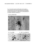 Construction of Recombinant Virus Vaccines by Direct Transposon-Mediated Insertion of Foreign Immunologic Determinants into Vector Virus Proteins diagram and image