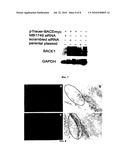 Devices, Systems and Methods for Improving Memory and/or Cognitive Function Through Brain Delivery of Sirna diagram and image