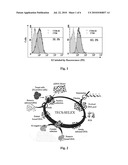 Small-molecule nucleotide aptamer for hepatitis C virus, preparation method and use thereof diagram and image