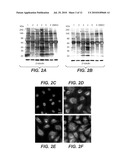 METHODS FOR THE DETECTION OF FATTY-ACYLATED PROTEIN diagram and image