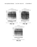 METHODS FOR THE DETECTION OF FATTY-ACYLATED PROTEIN diagram and image