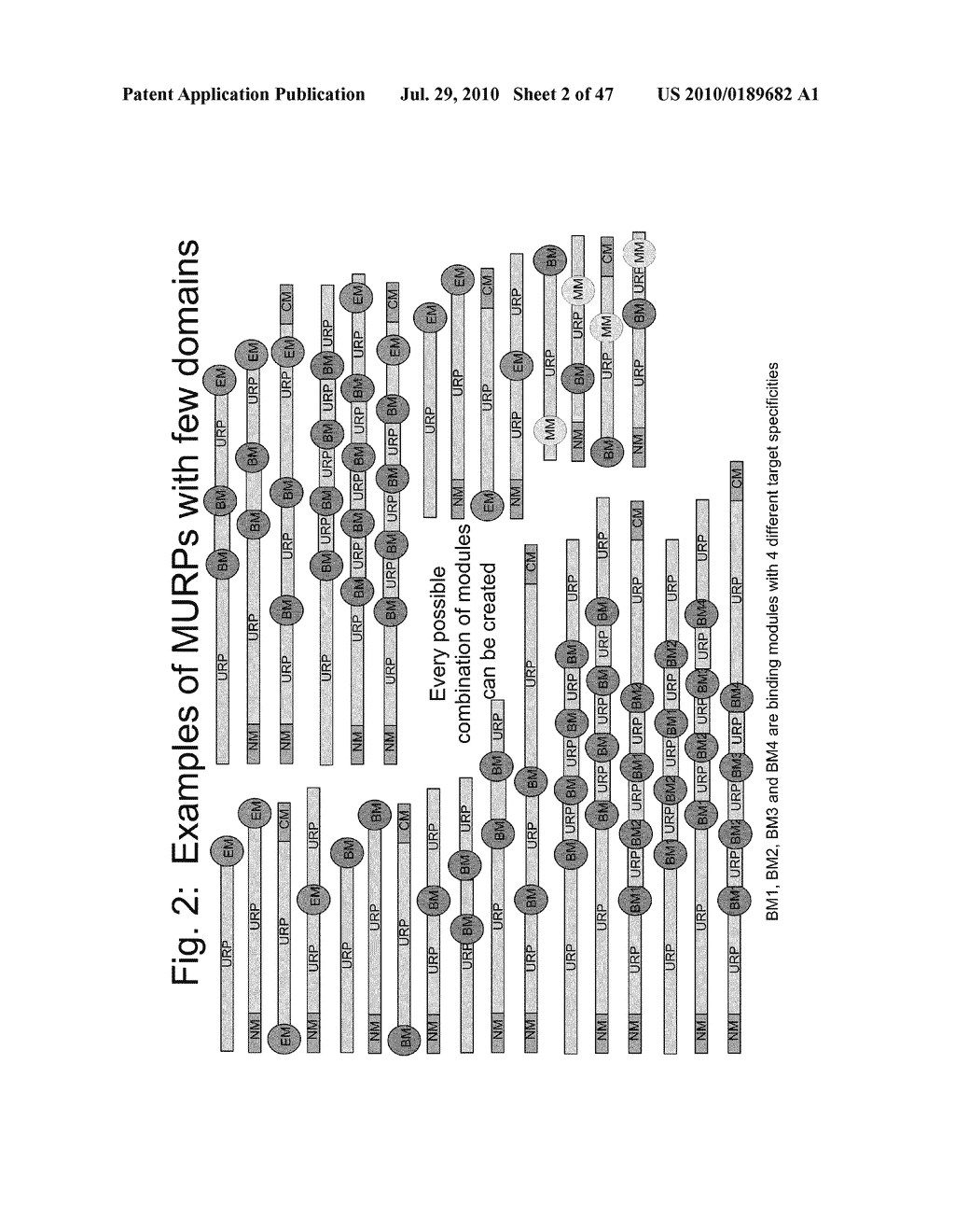 Biologically active proteins having increased In Vivo and/or In Vitro stability - diagram, schematic, and image 03