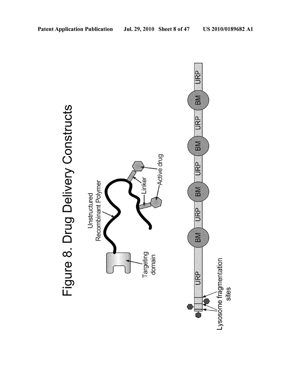 Biologically active proteins having increased In Vivo and/or In Vitro stability - diagram, schematic, and image 09