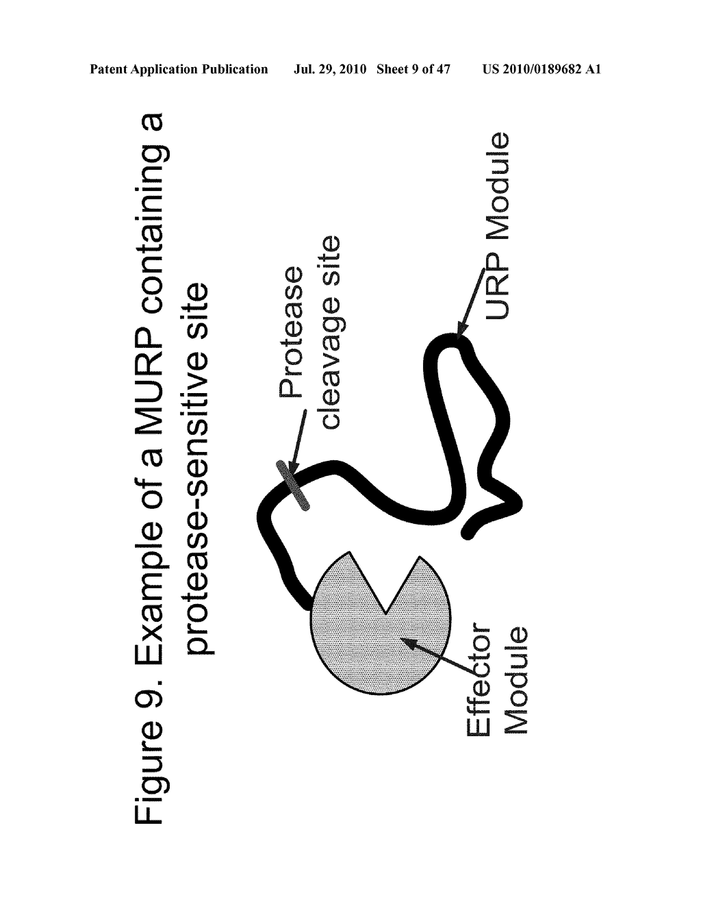 Biologically active proteins having increased In Vivo and/or In Vitro stability - diagram, schematic, and image 10