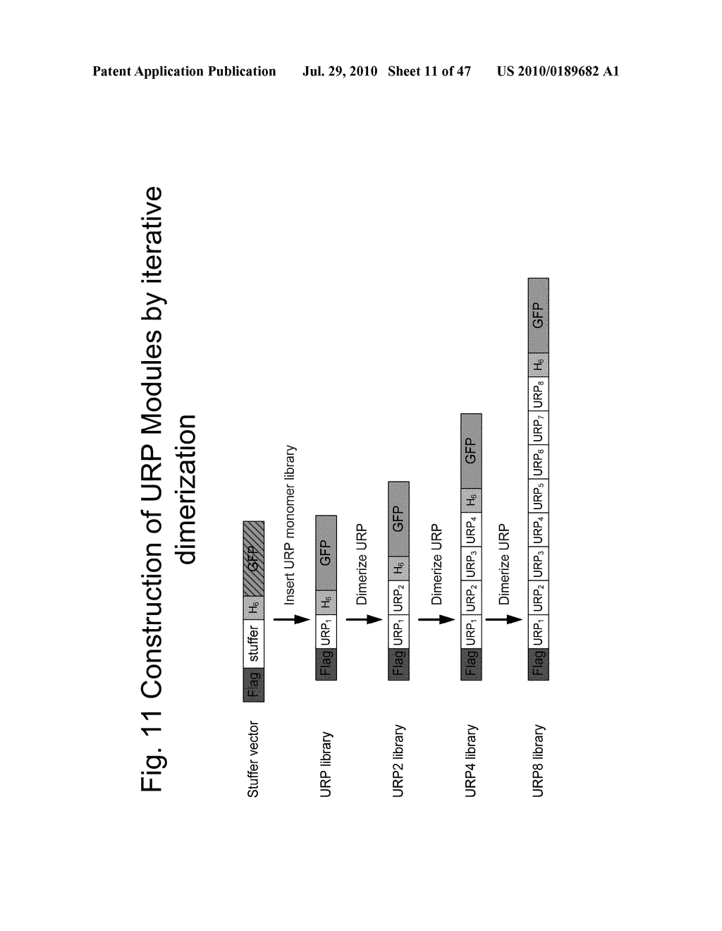 Biologically active proteins having increased In Vivo and/or In Vitro stability - diagram, schematic, and image 12