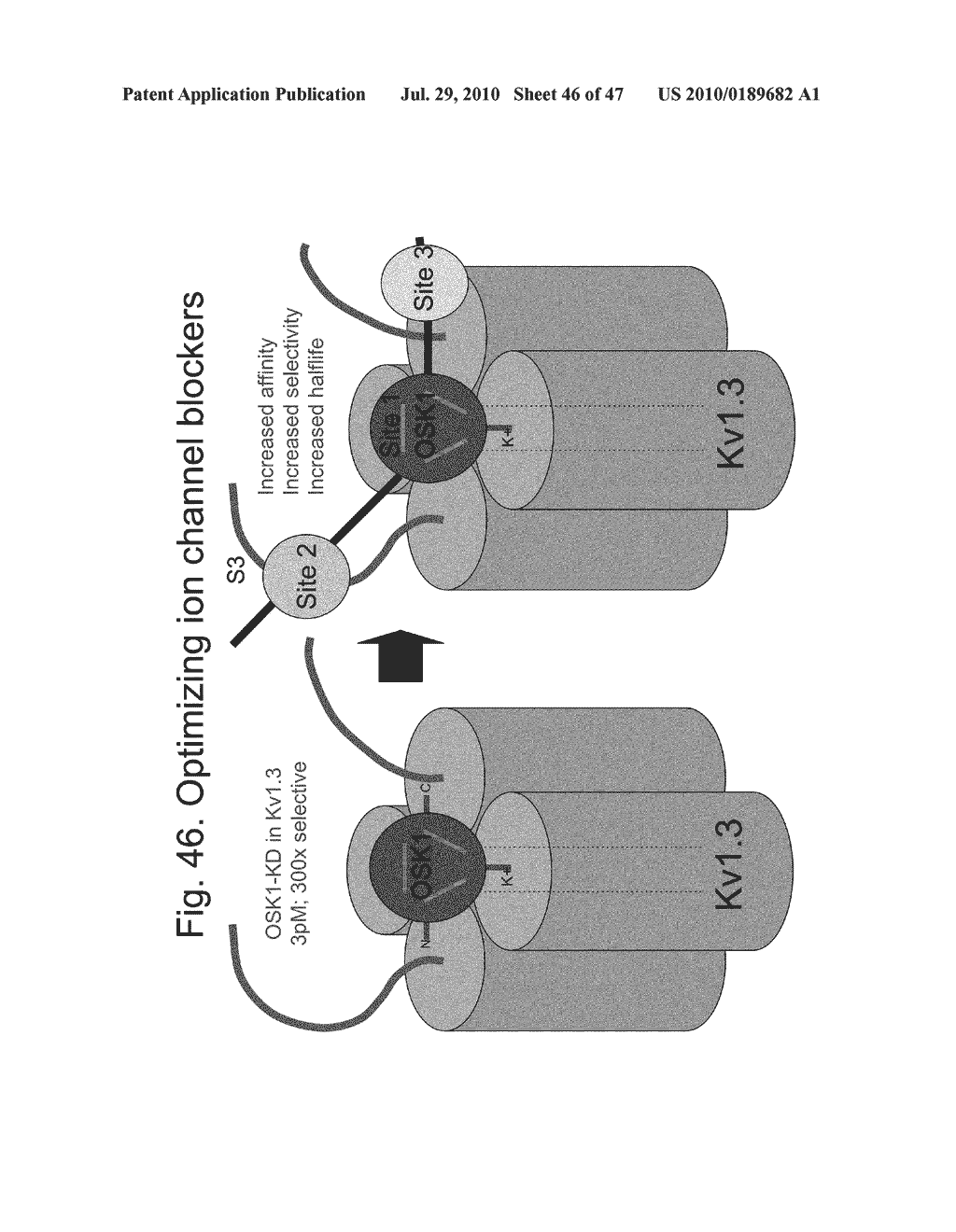 Biologically active proteins having increased In Vivo and/or In Vitro stability - diagram, schematic, and image 47