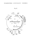 PSEUDOTYPING OF RETROVIRAL VECTORS, METHODS FOR PRODUCTION AND USE THEREOF FOR TARGETED GENE TRANSFER AND HIGH THROUGHPUT SCREENING diagram and image